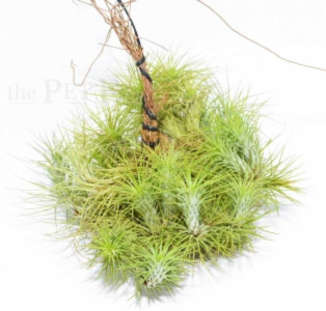 Tillandsia funckiana Cluster